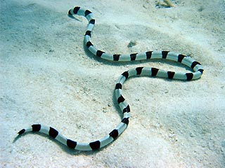 Banded Snake Eel