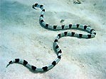 Banded Snake Eel