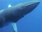 Dwarf Minke Whales, Balaenoptera acutorostrata