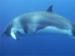 Dwarf Minke Whales, Balaenoptera acutorostrata