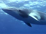 Dwarf Minke Whales, Balaenoptera acutorostrata