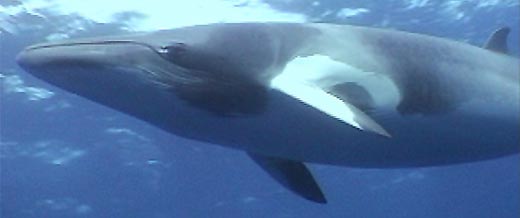 Dwarf Minke Whales, Balaenoptera acutorostrata 