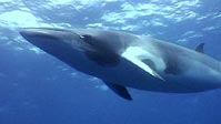 Minke Whales