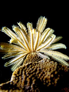 Feathers at Night