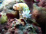 Nudi