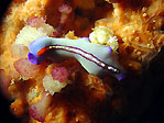 Flatworm