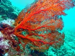 Gorgonian Coral