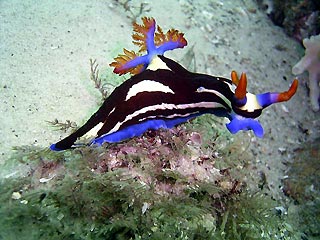 Nudibranch