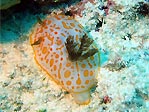 Nudibranch