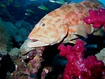 Coral Trout