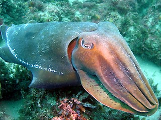 Cuttlefish