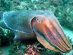 Cuttlefish