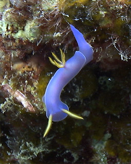 Bullocks Chromodoris