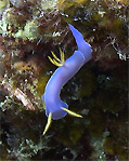 Bullocks Chromodoris