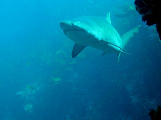 Grey Nurse Shark