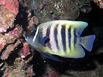 Six-banded Angelfish