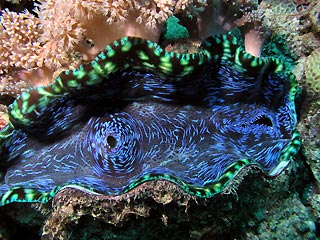 Giant Clam