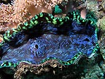 Giant Clam