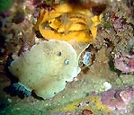 Nudibranchs laying eggs