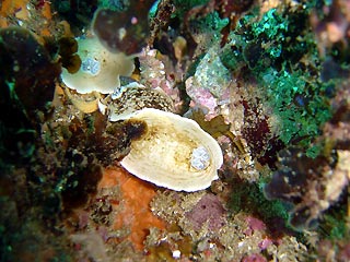 Nudi orgy in macro