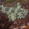 Snorkelling with Wobbegongs