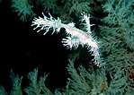 Ghost Pipefish