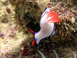 Navy Pier Nudibranch