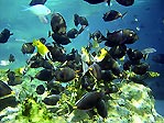 Underwater observation area at Seaworld