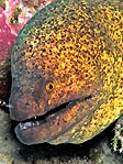 Moray Eel