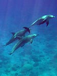 Dolphins