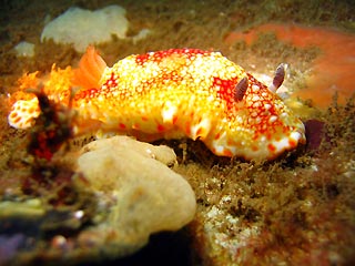 Nudibranch