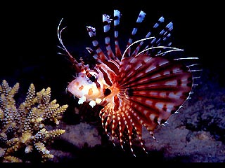 Lionfish