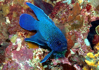 Southern Blue Devil