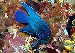 Southern Blue Devil