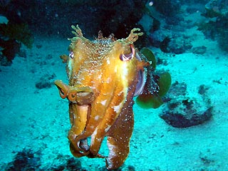 Cuttlefish