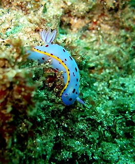 Bennett's Hypselodoris