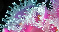 Bicheno jewel anemone