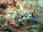 Obscure Hypselodoris