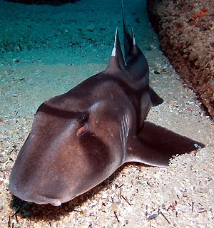 Port Jackson Shark