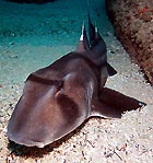 Port Jackson Shark