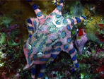 Blue Ringed Octopus