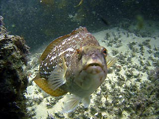 Crimson Banded Wrasse