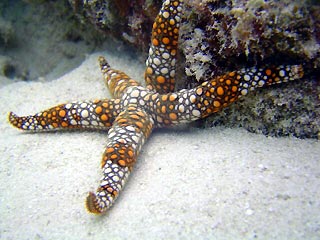 Starfish