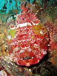 Raggy Scorpion Fish