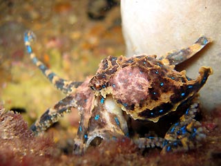 Blue-ringed Octopus