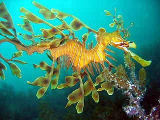 Leafy Seadragon