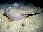 Common Stingaree