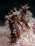 White's Seahorse (Hippocampus whitei)