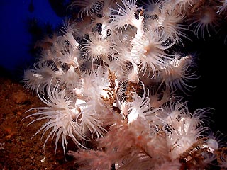 White Jewel Anemones