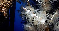 White Jewel Anemones